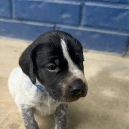Blue Collar - Black roan male German Shorthaired Pointer puppy in Huntington, Texas from B&B GSP’S