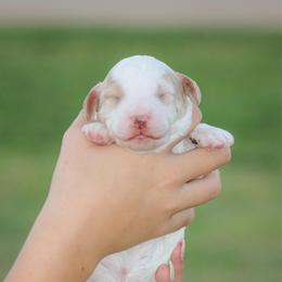Jess - White male Bernedoodle puppy in Longview, Texas from Furry Tail Doodles