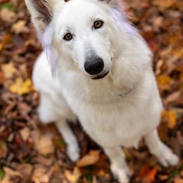Dakota - German Shepherd