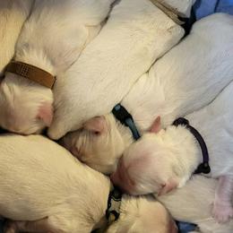 Male 4th pick of M litter in honor of my Mother - Light golden male Golden Retriever puppy in Fithian, Illinois from LOMAH Retrievers