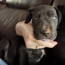 Great Dane Puppies from Florida Danes