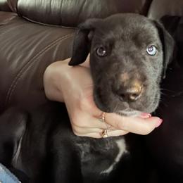 Great Dane Puppies from Florida Danes
