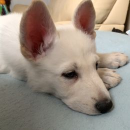 Belgian Malinois and German Shepherd Puppies from Fauna Kennel