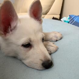 Belgian Malinois and German Shepherd Puppies from Fauna Kennel