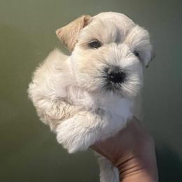Boy 2 - Wheaten male Miniature Schnauzer puppy in Grayson, Kentucky from Seventh Heaven Schnauzers