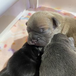 French Bulldog Puppies from Excuse My Frenchies