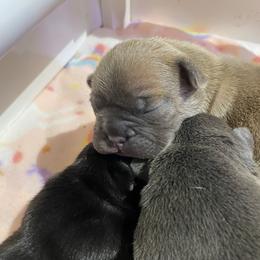 French Bulldog Puppies from Excuse My Frenchies
