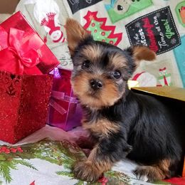 Yorkshire Terrier Puppies from Angela Coleman