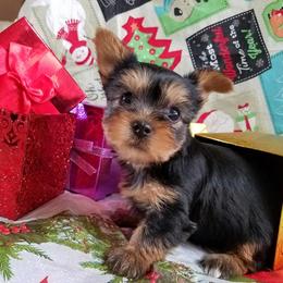 Yorkshire Terrier Puppies from Angela Coleman