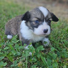 Stetson - Sable male Pembroke Welsh Corgi puppy in Orrtanna, Pennsylvania from Mountain Top Shepherd's