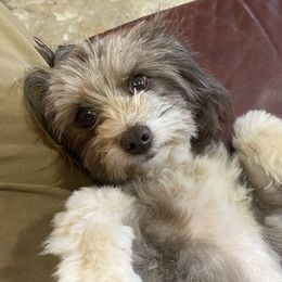 Gidget - Aussiedoodle