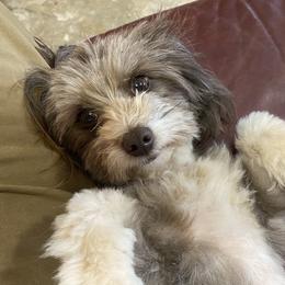 Gidget - Aussiedoodle