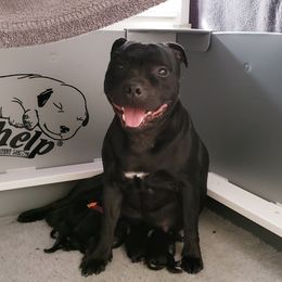 Staffordshire Bull Terrier puppies from Noumenon Staffords