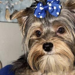 Yorkshire Terriers from Everyonelovesyorkies