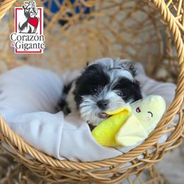 Jinu - Parti male Yorkshire Terrier puppy in California from Corazon de gigante