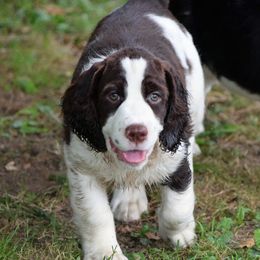 English Springer Spaniel Puppies from Brendael Springer Spaniels