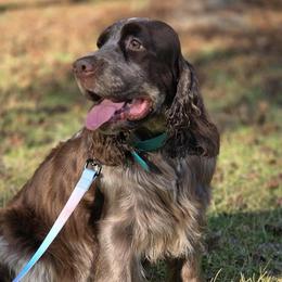 Delta - Liver white and roan female English Springer Spaniel puppy in Eastman, Georgia from Mossy Creek Springers
