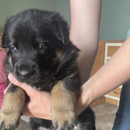 Girl 3 - Bi-color female German Shepherd puppy in Ainsworth, Nebraska from Sandhills German Shepherds