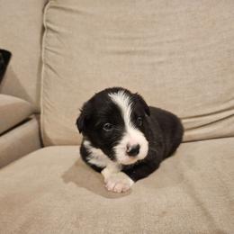 Buddy - Black and white male Border Collie puppy in Caledonia, Michigan from Magnolia Acres