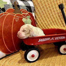 Goldendoodle Puppies from Labradoodleday