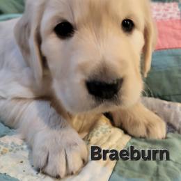 Golden Retriever Puppies from LOMAH Retrievers