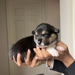 Girl 1 - Pembroke Welsh Corgi puppy in San Diego, California from Peaches Pad
