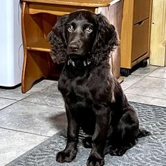 Boykin Spaniel Puppies from Bayhill Boykins