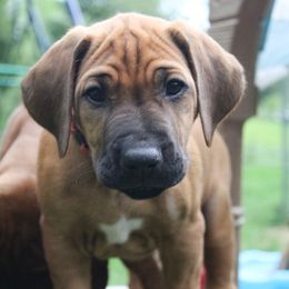 Rhodesian Ridgeback Puppies from Supernova Ridgebacks