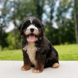 Mesa - Merle male Bernedoodle puppy in Travelers Rest, South Carolina from Bernedoodle.do