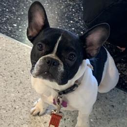 French Bulldogs from Felicia's French Bulldogs