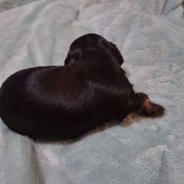 Dachshund Puppies from Marnette's Dachshunds