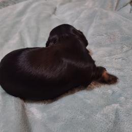 Dachshund Puppies from Marnette's Dachshunds