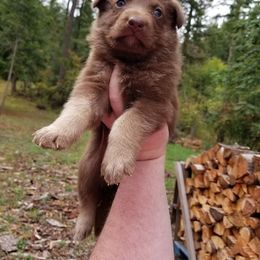 German Shepherd Puppies from Fyrestorm Shepherds