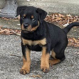 Girl 1 - Rottweiler puppy from vom Blaurasen Rottweilers