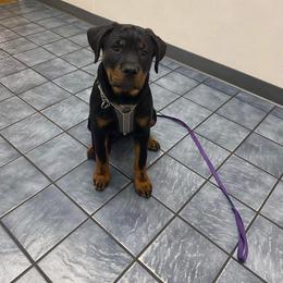 Rottweiler Puppies from Vom Arnold-Hause Rottweilers