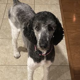 Indy - Poodle