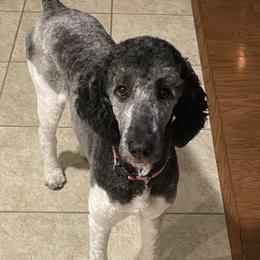 Indy - Poodle