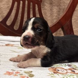 Eddie - Black white and brown male Basset Hound puppy in Inman, Nebraska from Sandhill Hounds of Nebraska