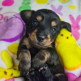Black and tan female (2673.80) - Black and tan female Dachshund puppy in Belle Rive, Illinois from Akin's Miniature Dachshunds, LLC
