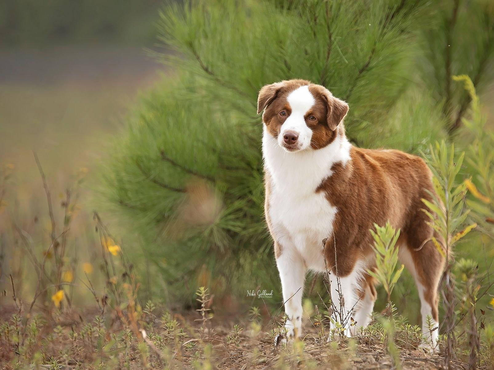 Red Tri MAS stands in a field