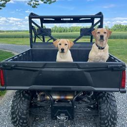 Labrador Retriever Puppies from Holyoke Kennel