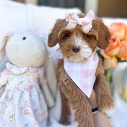 Sweetheart - Caramel red female Australian Labradoodle puppy in Palmdale, California from Heavenly Doodles