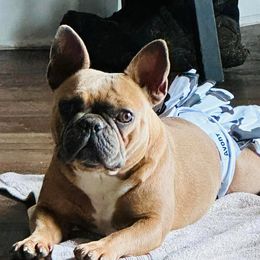 Phoebe - French Bulldog