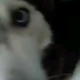 Siberian Husky Puppies from Blue Moon Siberian Husky Haven