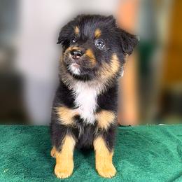 Muffin (purple) - Black tri-color female Australian Shepherd puppy in Falmouth, Kentucky from Queen City Farm