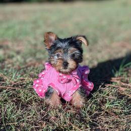 Joy - Black and tan female Yorkshire Terrier puppy in Columbia, South Carolina from Forever Yourkies 🐾