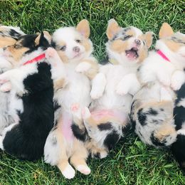 American Corgis, Companion Crosses, Miniature Australian Shepherds, and Pembroke Welsh Corgis from FreckledCowgirlCorgis