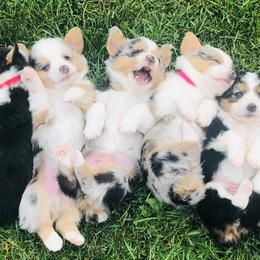 American Corgis, Companion Crosses, Miniature Australian Shepherds, and Pembroke Welsh Corgis from FreckledCowgirlCorgis