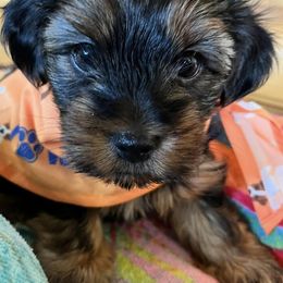 Yorkshire Terriers from The Lazy 3 Ranch