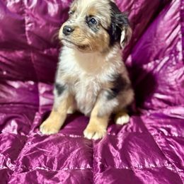 Blue male 1 - Blue merle male Miniature Australian Shepherd puppy in Lemon Cove, California from Magic Ranch Mini Aussies